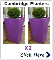 2 x Cambridge Planters In Purple
