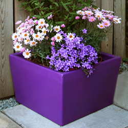Purple Planters