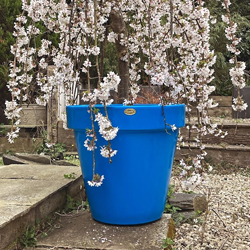 Blue Planters